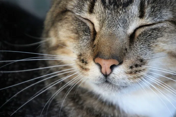 Sleeping cat