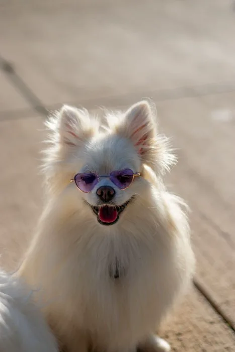 Dog in sunglasses